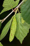 Paper birch